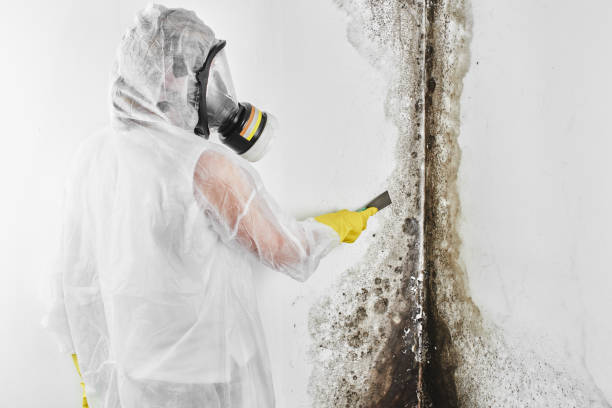 Best Fast Mold Removal  in Osage City, KS