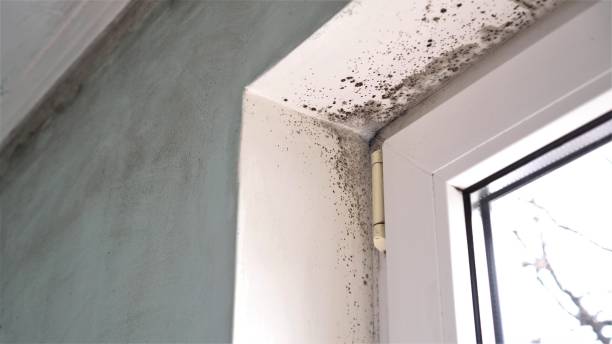 Best Attic Mold Removal  in Osage City, KS