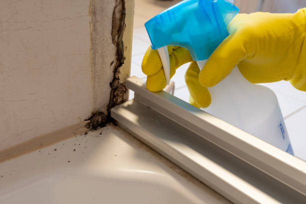 Best Home Mold Removal  in Osage City, KS