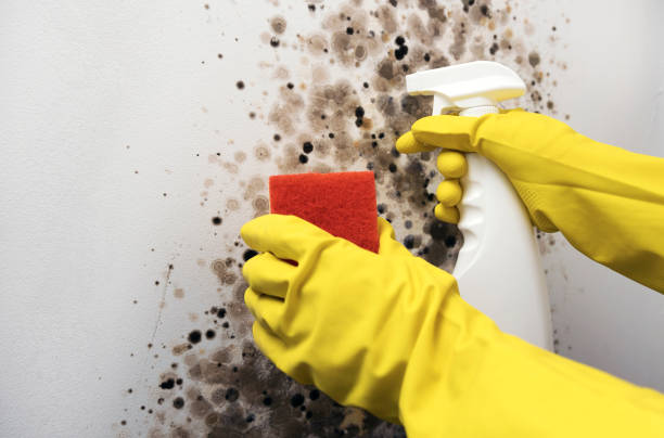 Mold Removal and Inspection in Osage City, KS