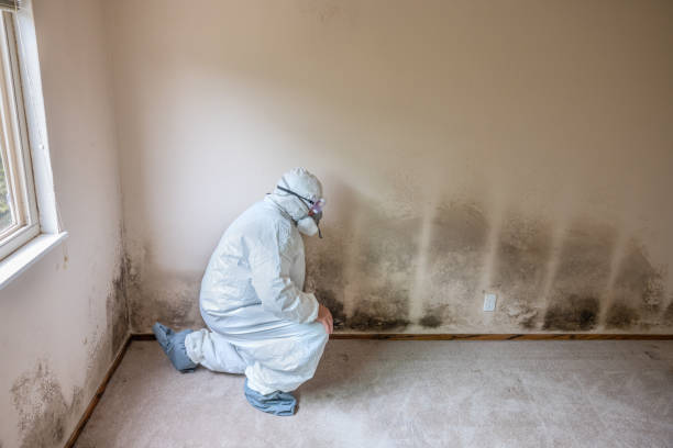 Best Water Damage Restoration  in Osage City, KS