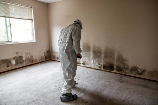 Best Toxic Mold Removal  in Osage City, KS