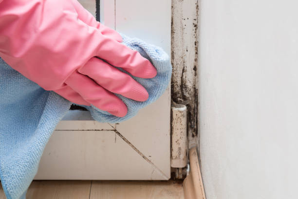 Best Mold Remediation  in Osage City, KS